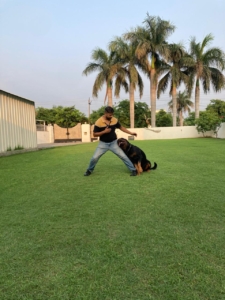 Dog Training in Chandigarh